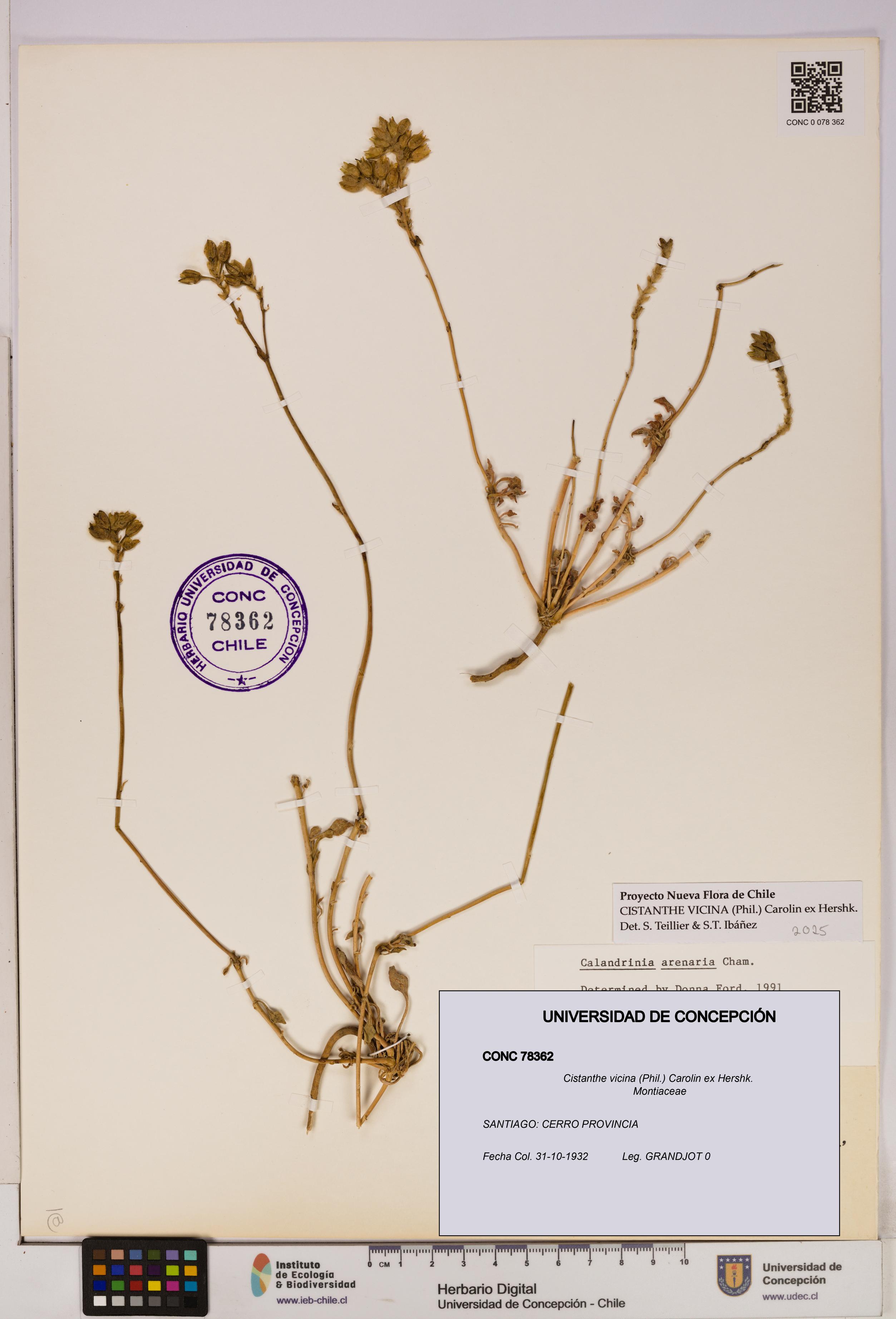 Cistanthe vicina [Espécimen: UDEC:CONC:0078362]