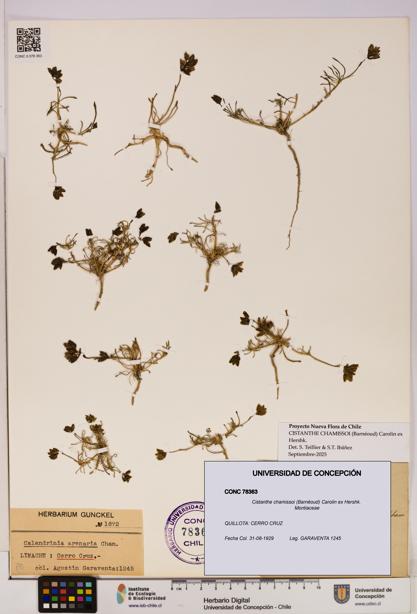 Cistanthe chamissoi [Espécimen: UDEC:CONC:0078363]