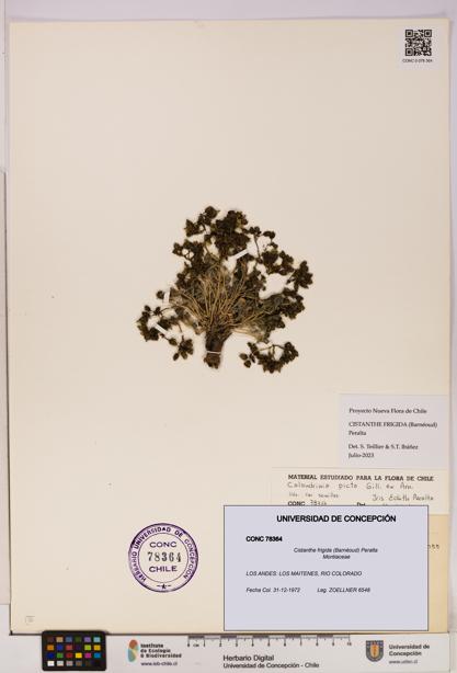 Cistanthe frigida [Espécimen: UDEC:CONC:0078364]