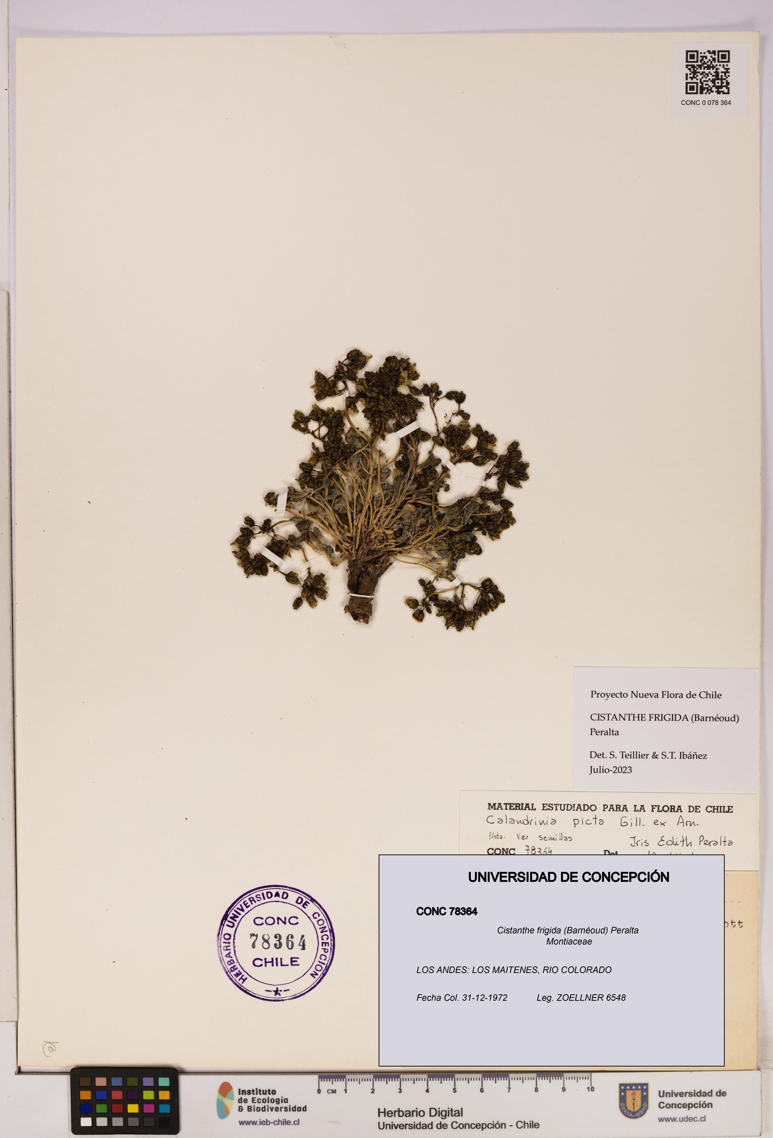 Cistanthe frigida [Espécimen: UDEC:CONC:0078364]