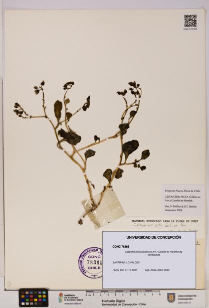 Cistanthe picta [Espécimen: UDEC:CONC:0078365]