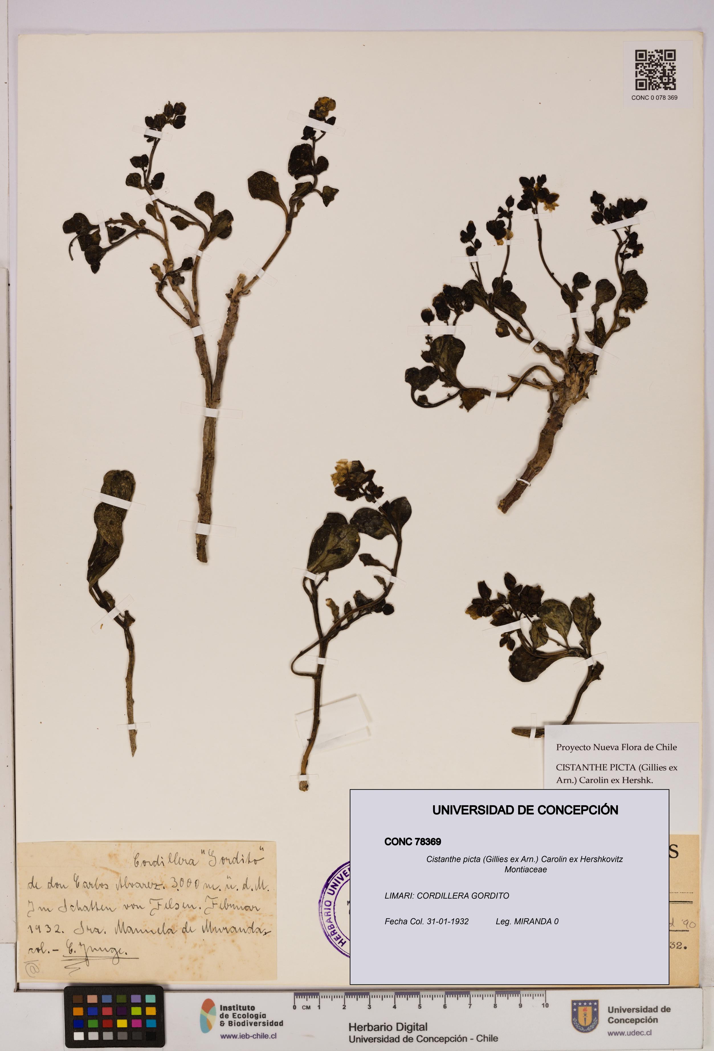Cistanthe picta [Espécimen: UDEC:CONC:0078369]