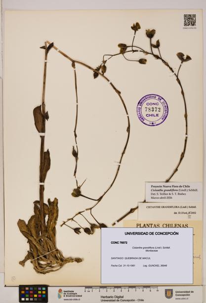 Cistanthe grandiflora [Espécimen: UDEC:CONC:0078372]