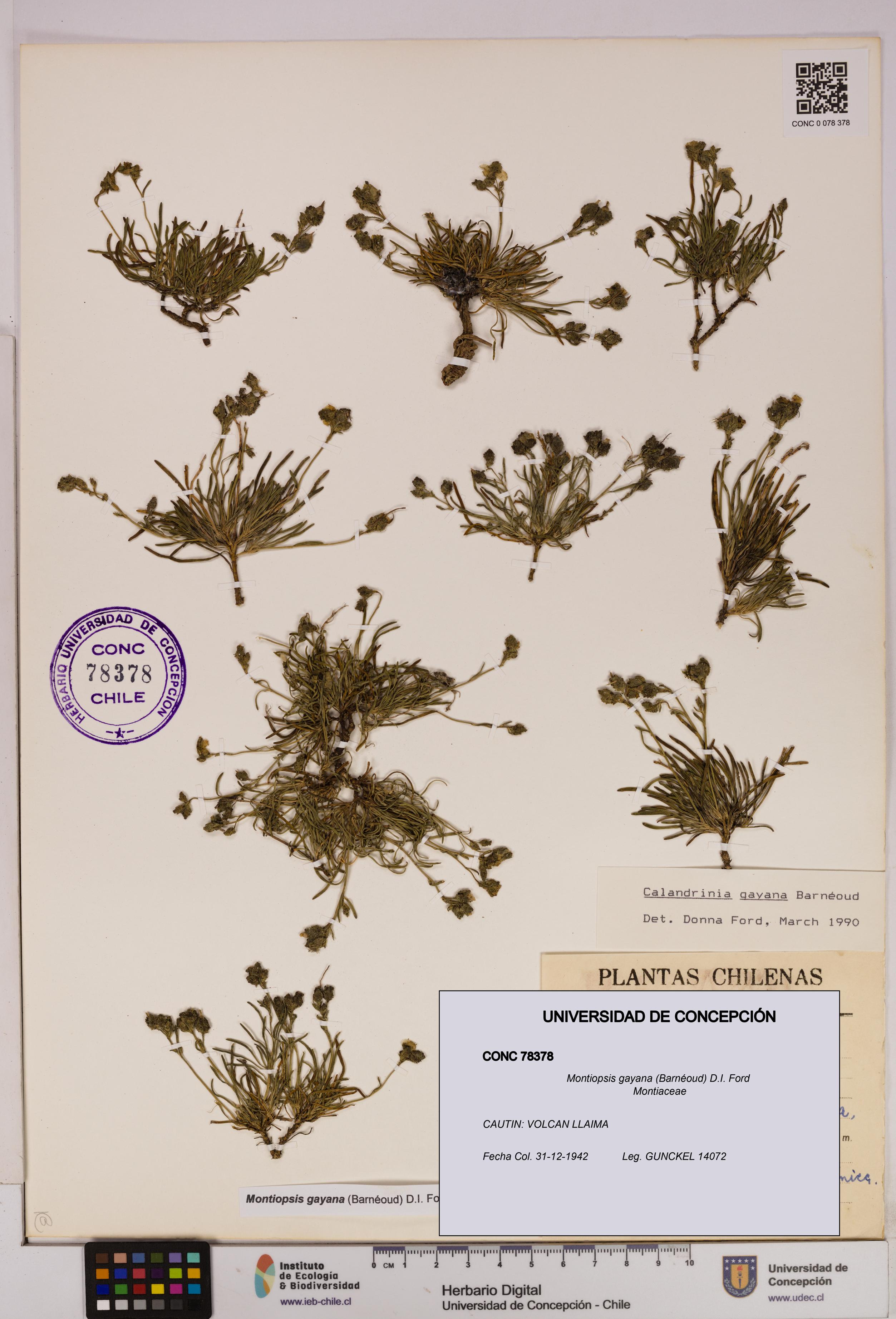 Montiopsis gayana [Espécimen: UDEC:CONC:0078378]