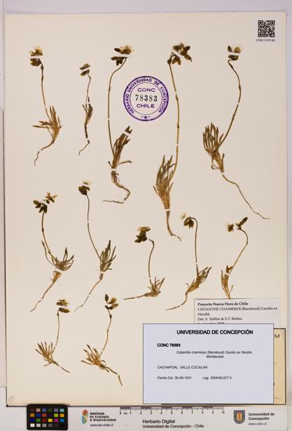 Cistanthe chamissoi [Espécimen: UDEC:CONC:0078383]