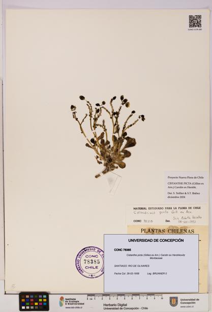 Cistanthe picta [Espécimen: UDEC:CONC:0078385]