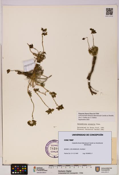 Cistanthe fenzlii [Espécimen: UDEC:CONC:0078387]