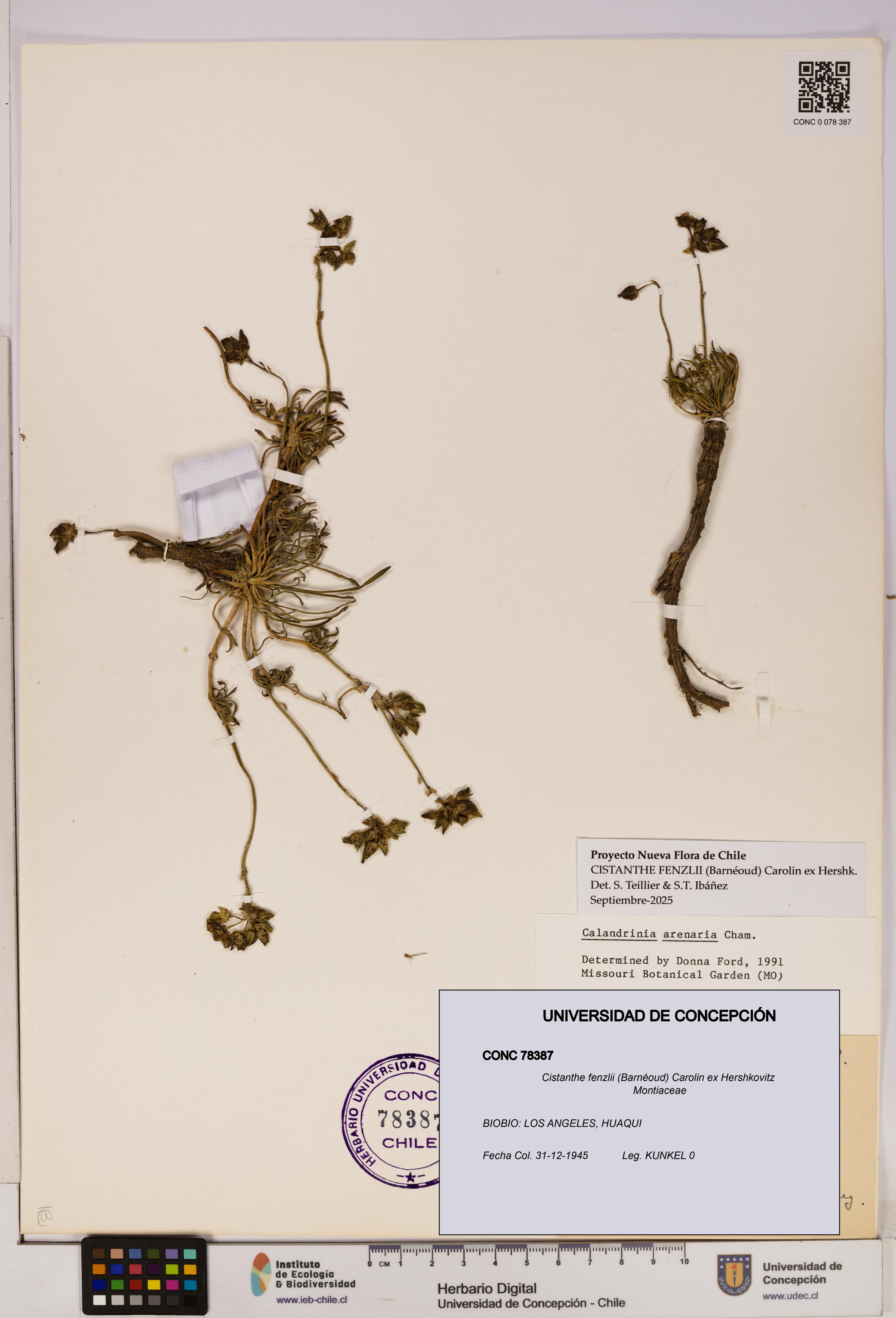Cistanthe fenzlii [Espécimen: UDEC:CONC:0078387]