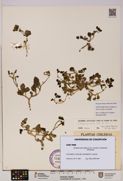 Cistanthe picta [Espécimen: UDEC:CONC:0078388]