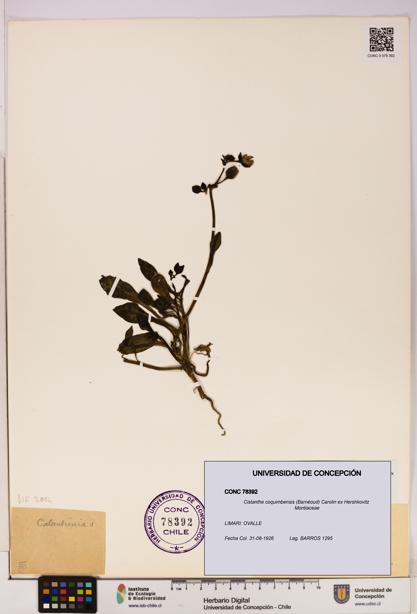 Cistanthe coquimbensis [Espécimen: UDEC:CONC:0078392]