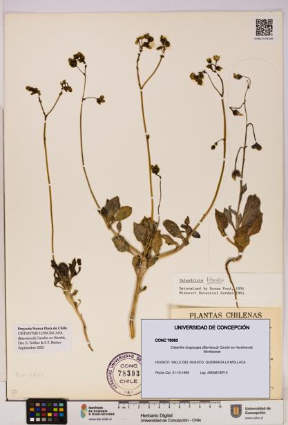 Cistanthe longiscapa [Espécimen: UDEC:CONC:0078393]