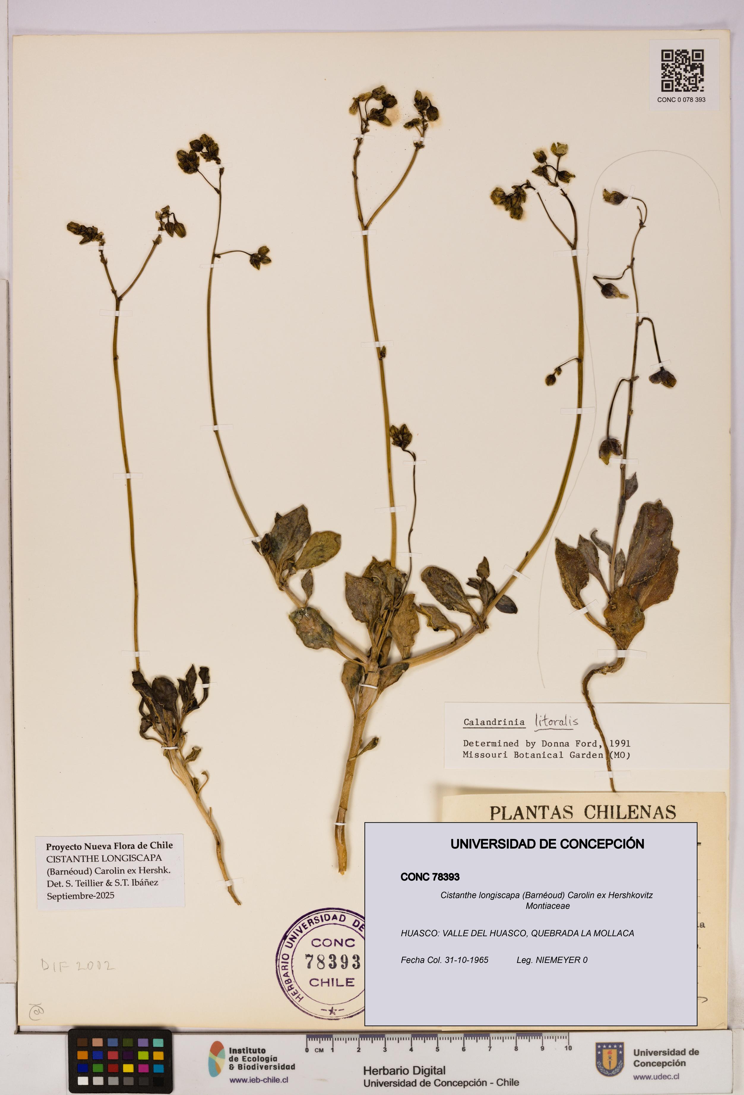 Cistanthe longiscapa [Espécimen: UDEC:CONC:0078393]