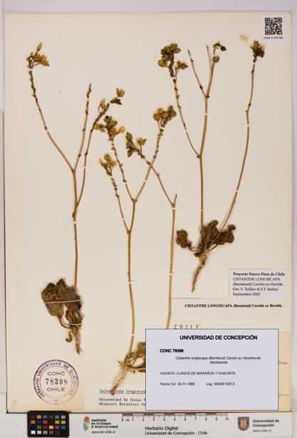 Cistanthe longiscapa [Espécimen: UDEC:CONC:0078398]