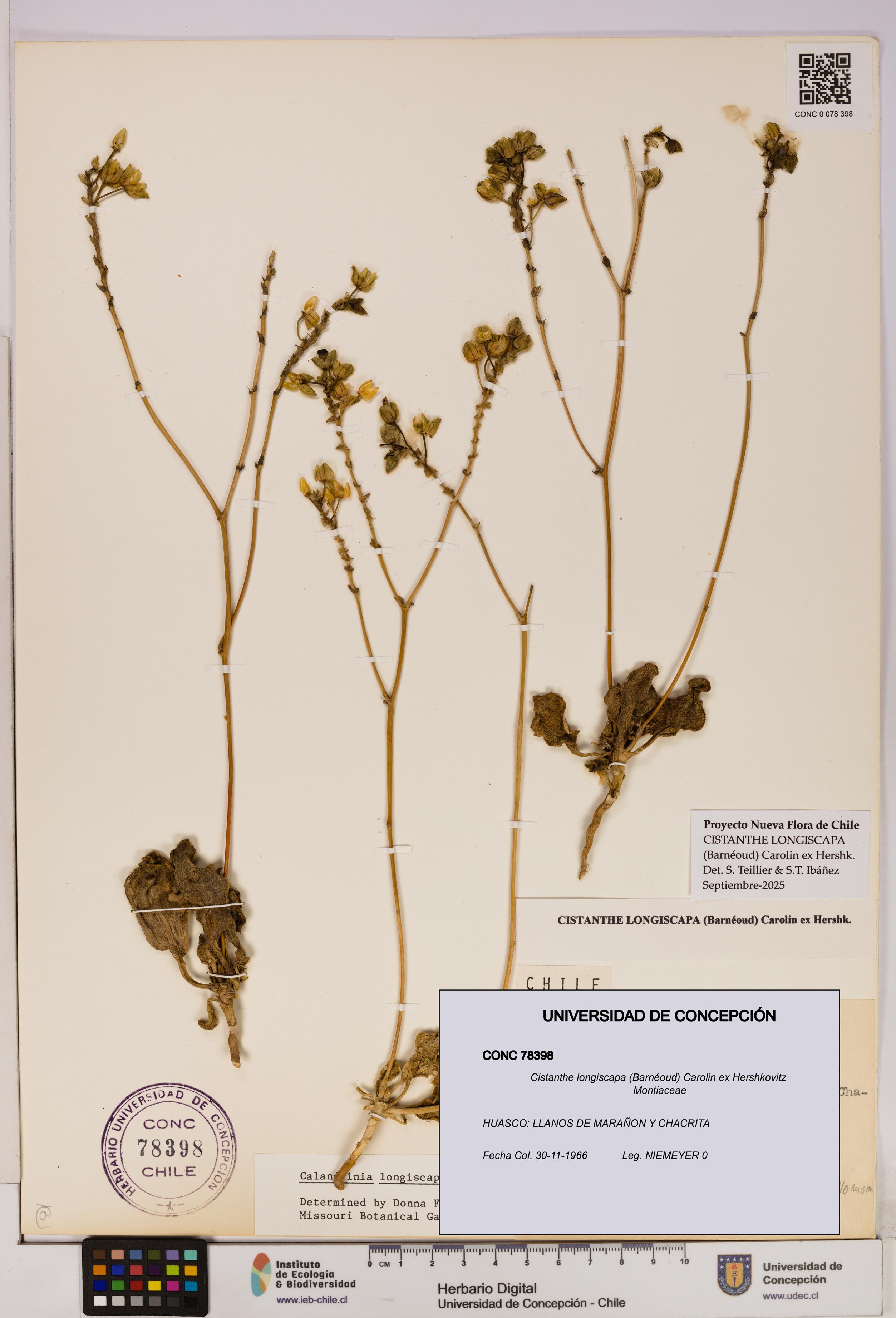 Cistanthe longiscapa [Espécimen: UDEC:CONC:0078398]