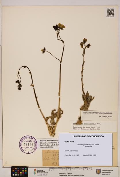 Cistanthe grandiflora [Espécimen: UDEC:CONC:0078400]