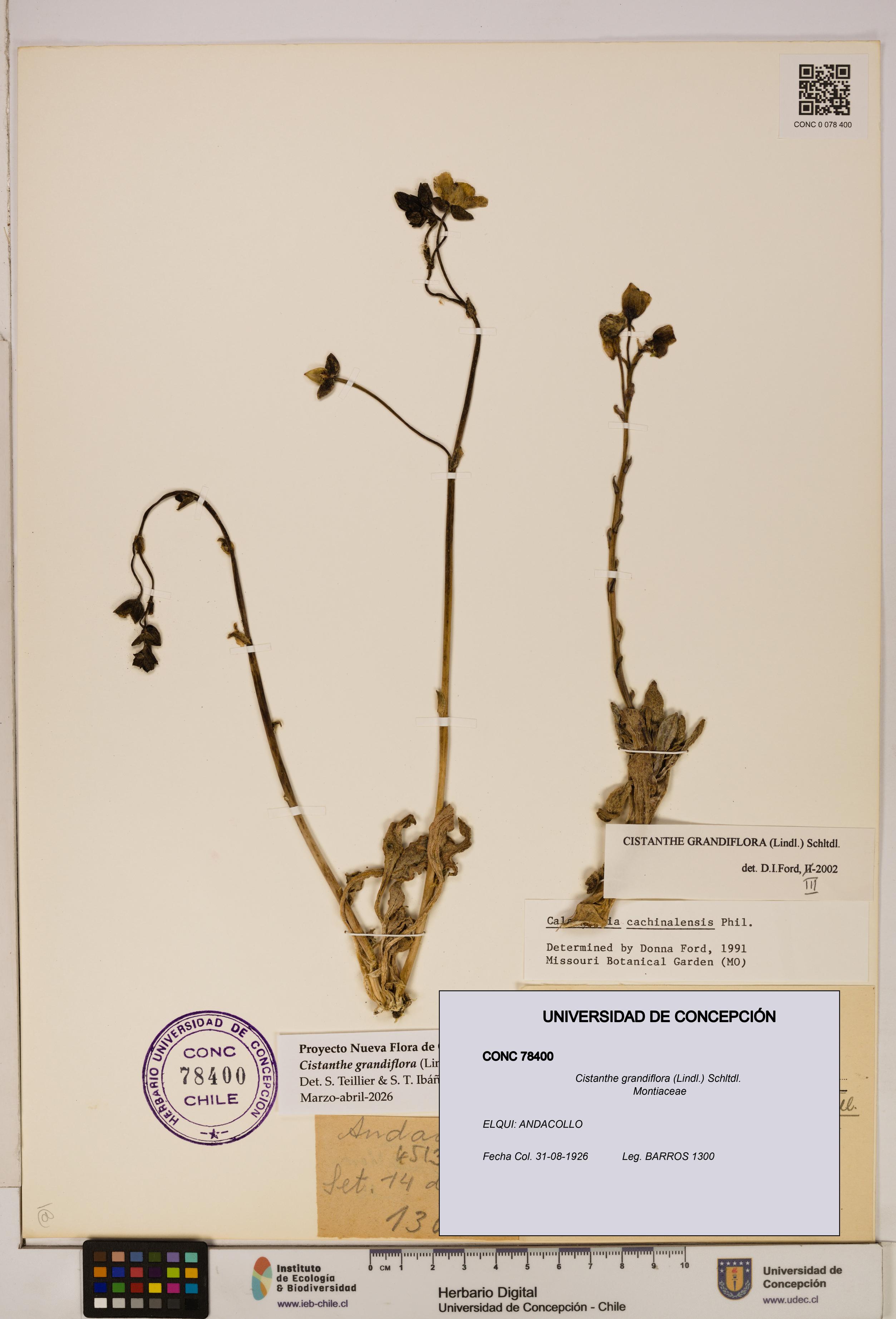 Cistanthe grandiflora [Espécimen: UDEC:CONC:0078400]