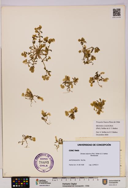 Silvaea calycina [Espécimen: UDEC:CONC:0078403]