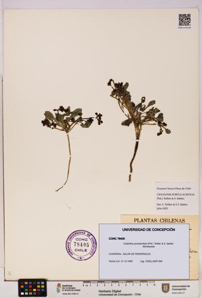 Cistanthe portulacifolia [Espécimen: UDEC:CONC:0078405]