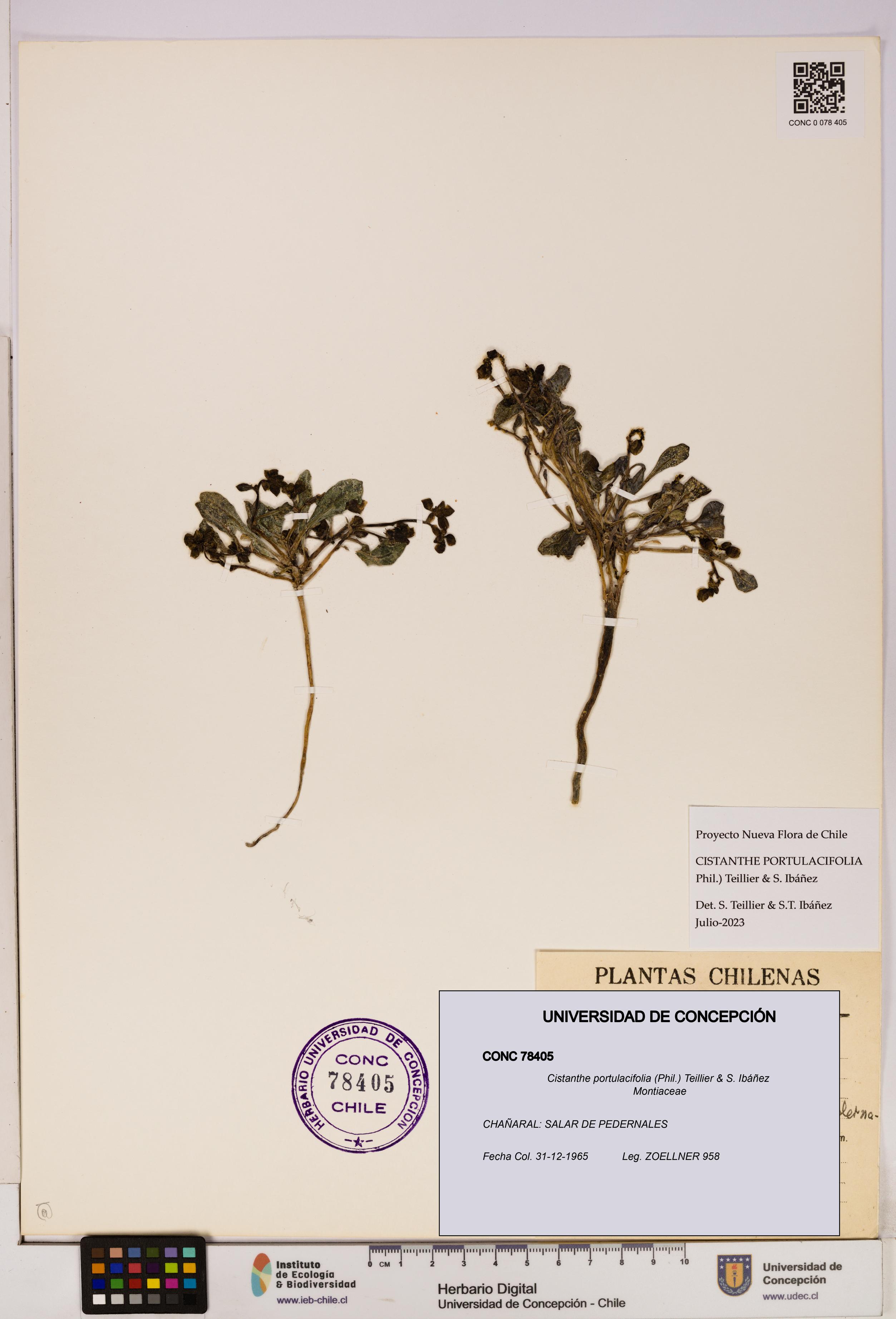 Cistanthe portulacifolia [Espécimen: UDEC:CONC:0078405]