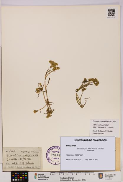 Silvaea calycina [Espécimen: UDEC:CONC:0078407]