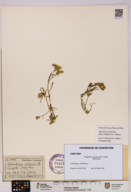 Philippiamra calycina [Espécimen: ]