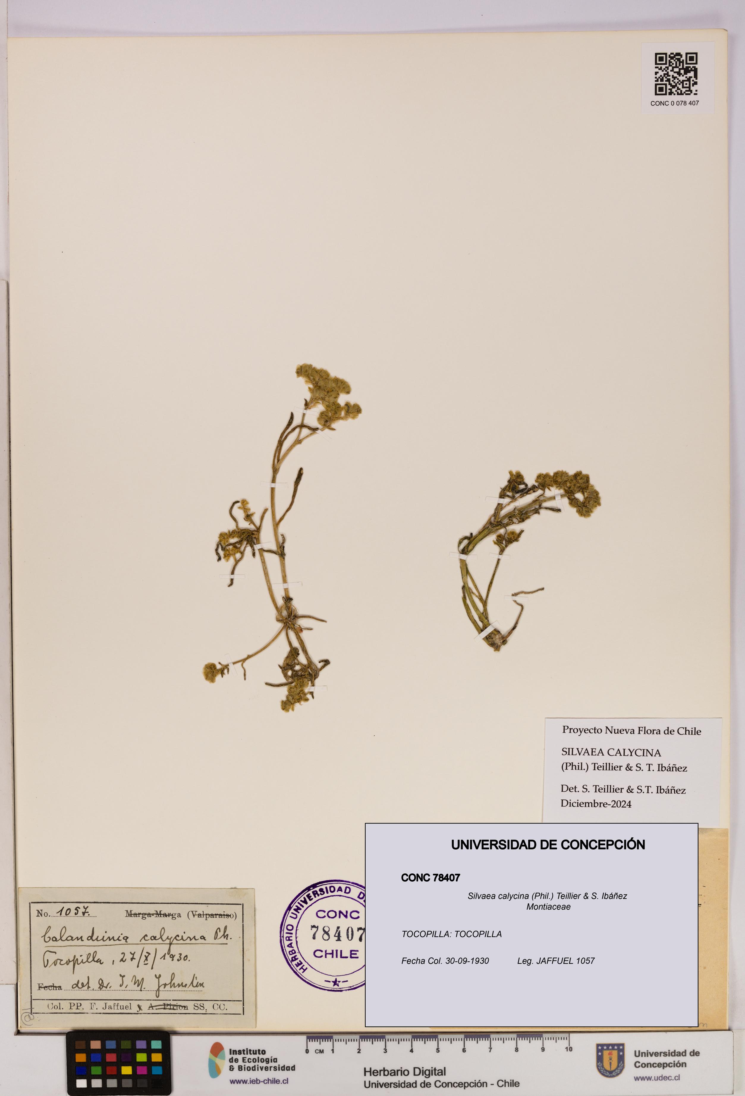 Silvaea calycina [Espécimen: UDEC:CONC:0078407]