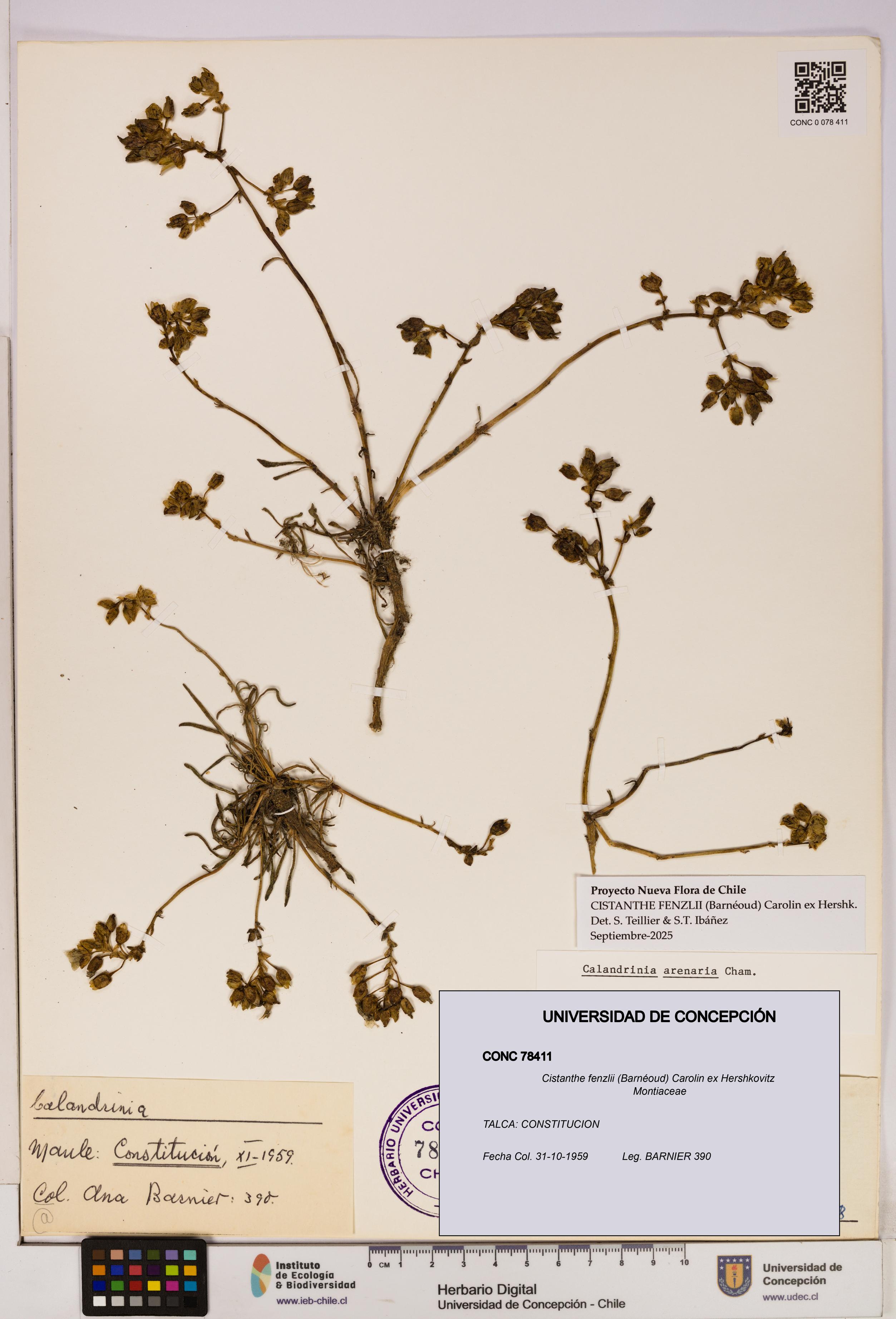 Cistanthe fenzlii [Espécimen: UDEC:CONC:0078411]