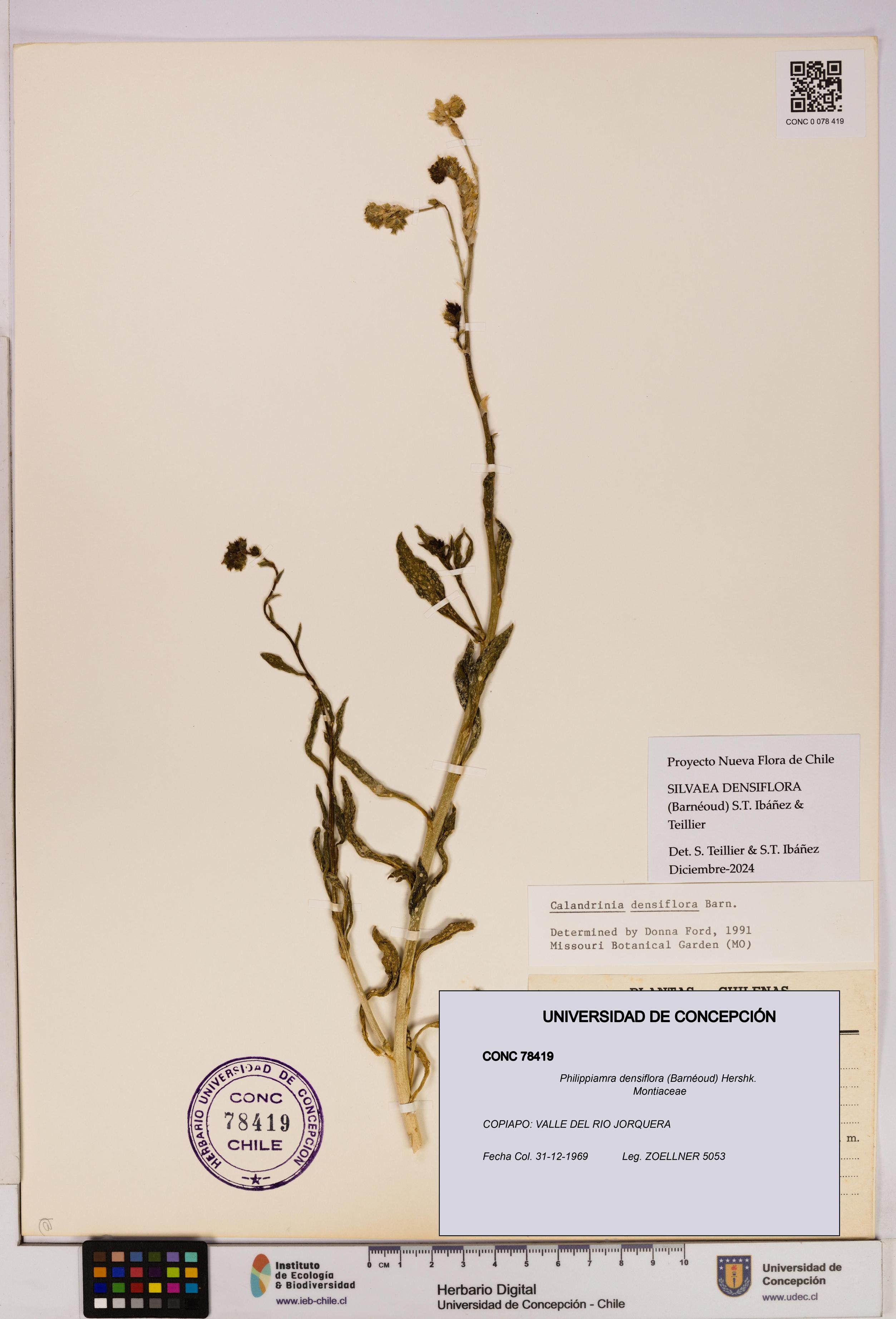 Philippiamra densiflora [Espécimen: ]
