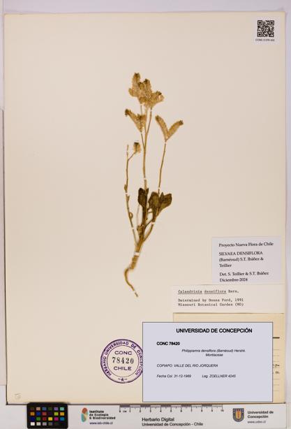Philippiamra densiflora [Espécimen: ]