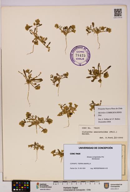 Silvaea corrigioloides [Espécimen: UDEC:CONC:0078425]