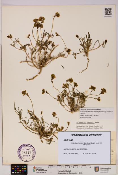 Cistanthe chamissoi [Espécimen: UDEC:CONC:0078427]