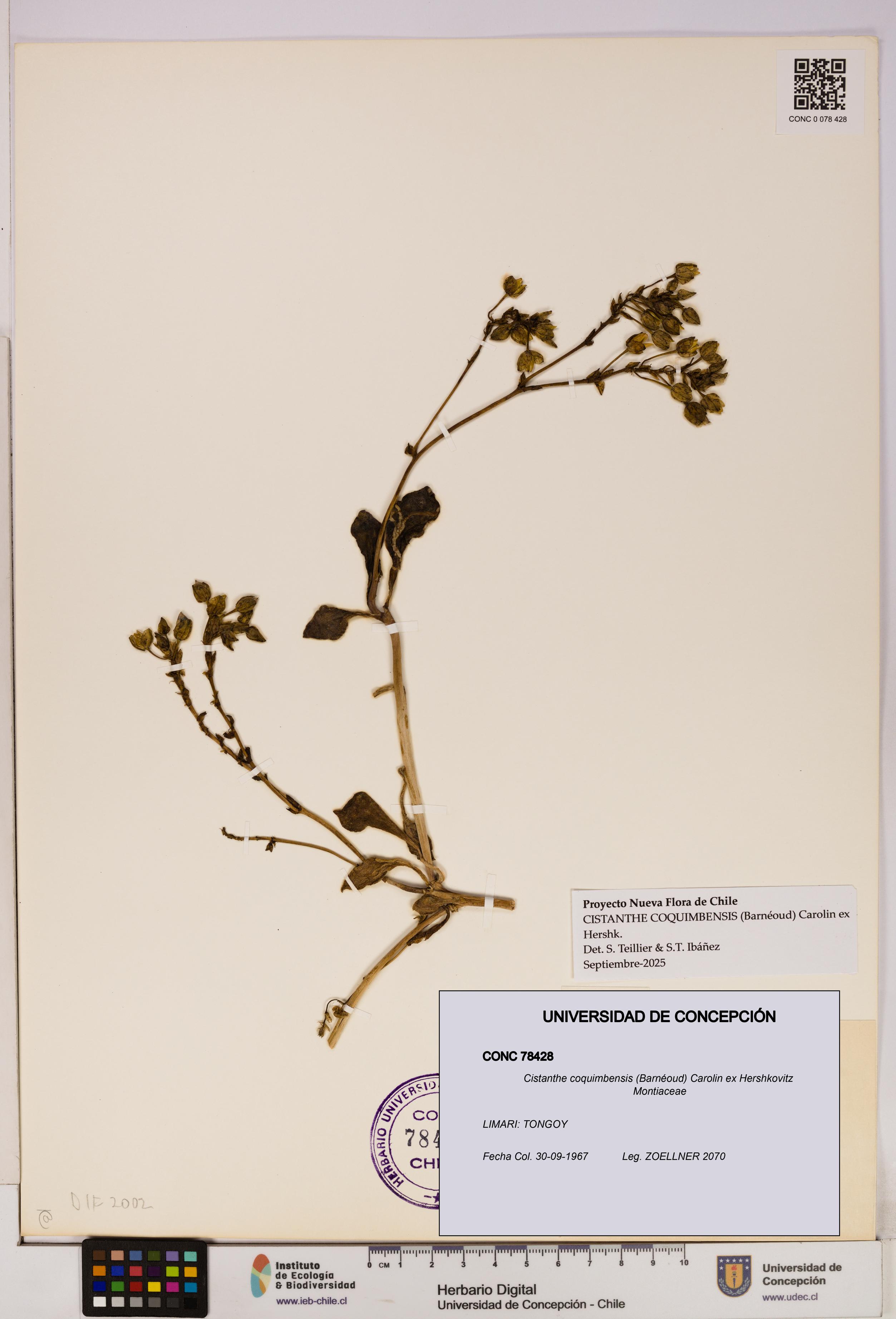 Cistanthe coquimbensis [Espécimen: UDEC:CONC:0078428]