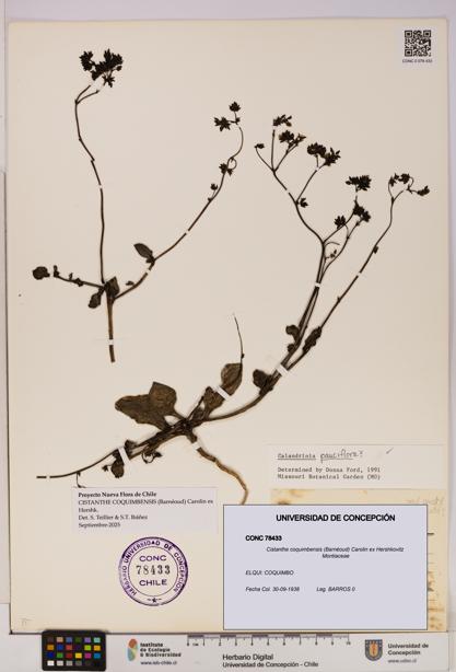 Cistanthe coquimbensis [Espécimen: UDEC:CONC:0078433]