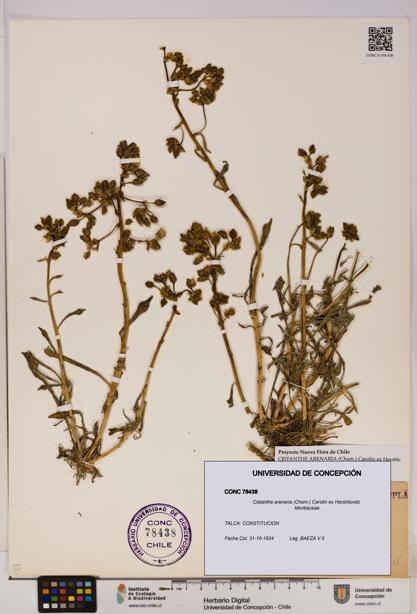 Cistanthe arenaria [Espécimen: UDEC:CONC:0078438]