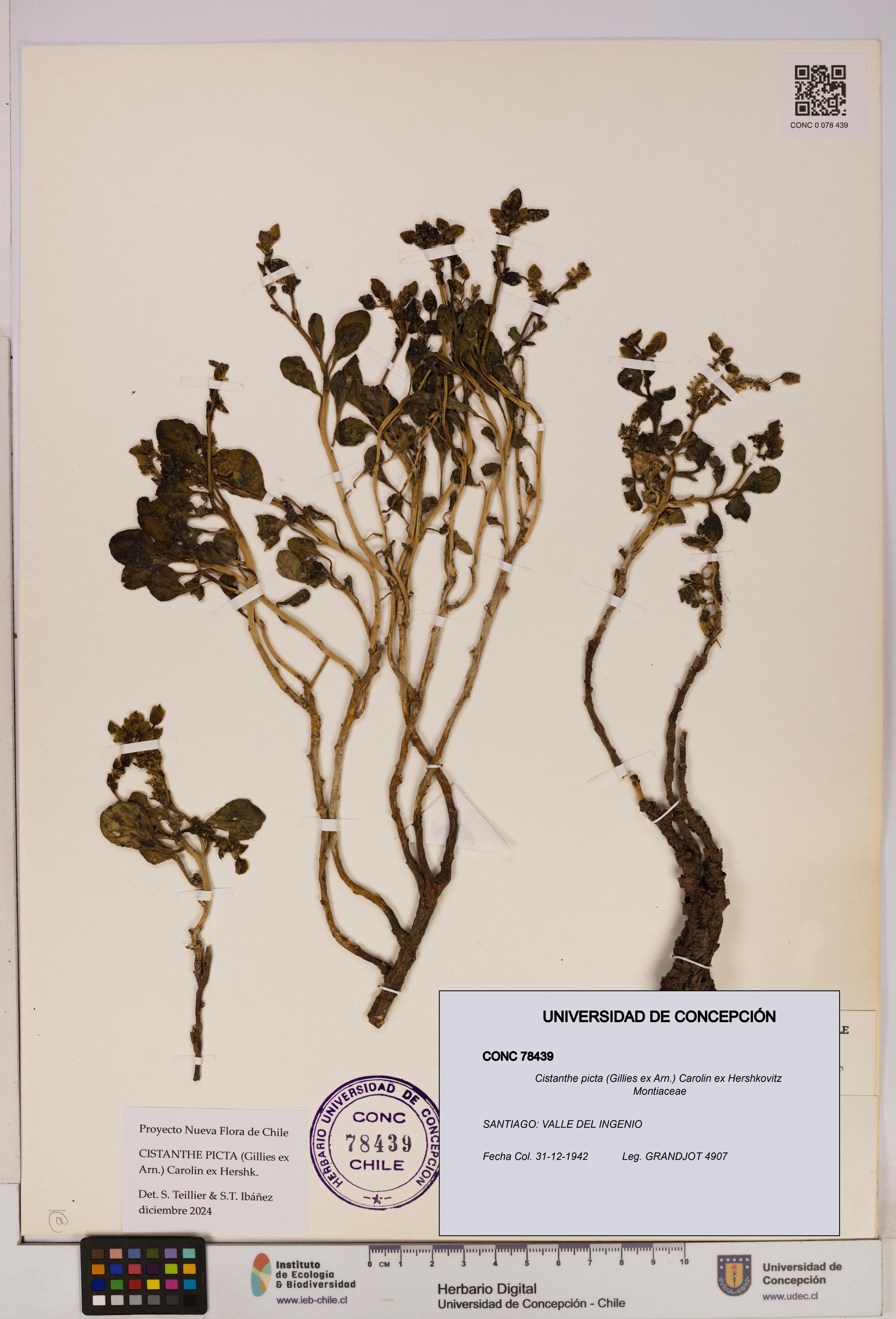 Cistanthe picta [Espécimen: UDEC:CONC:0078439]