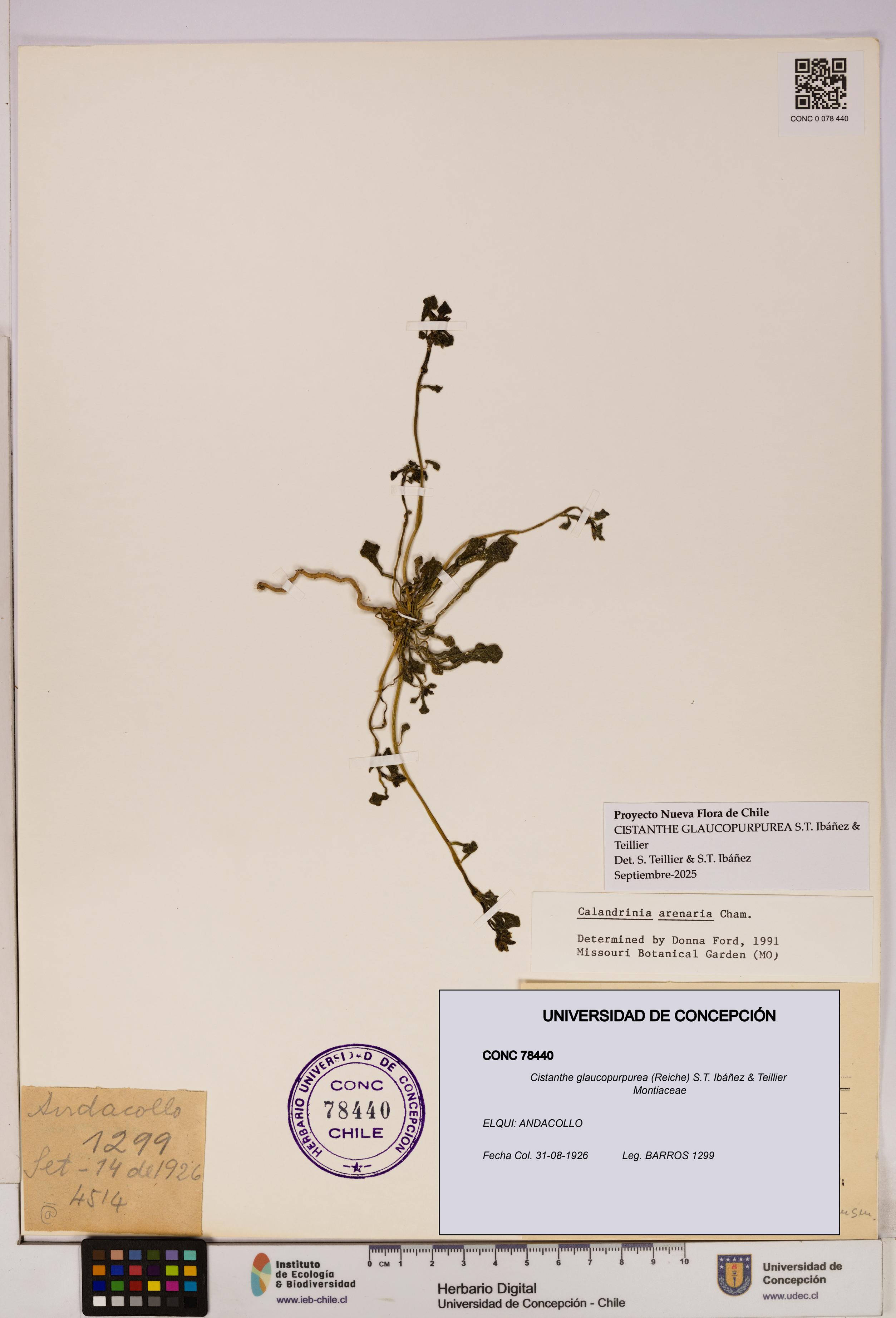 Cistanthe glaucopurpurea [Espécimen: UDEC:CONC:0078440]