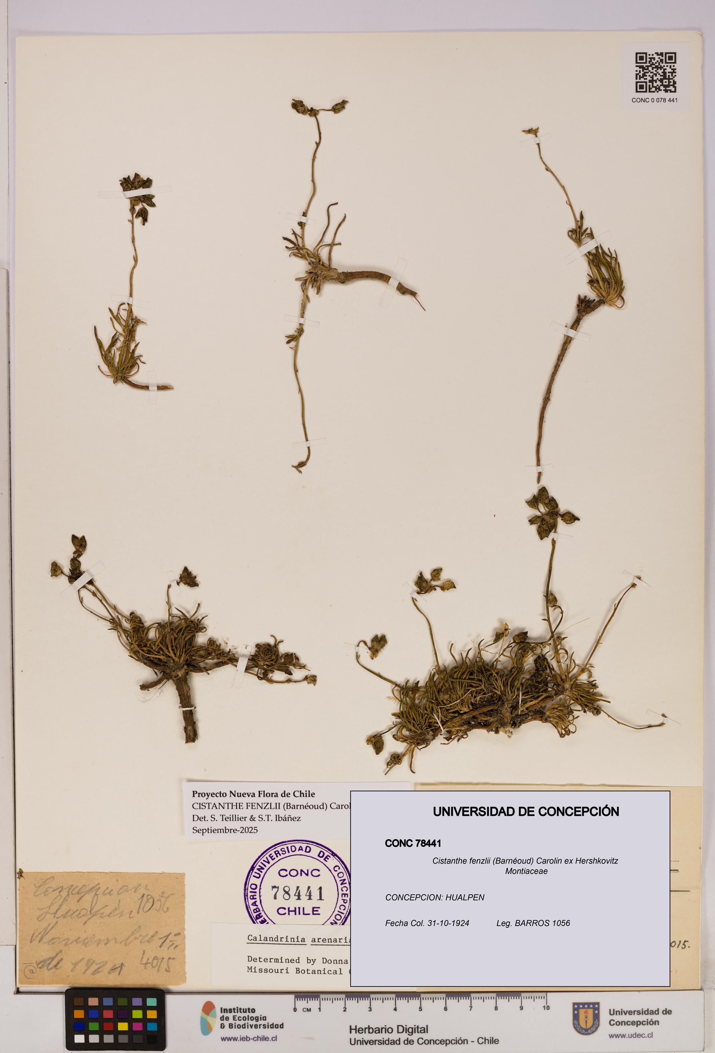 Cistanthe fenzlii [Espécimen: UDEC:CONC:0078441]