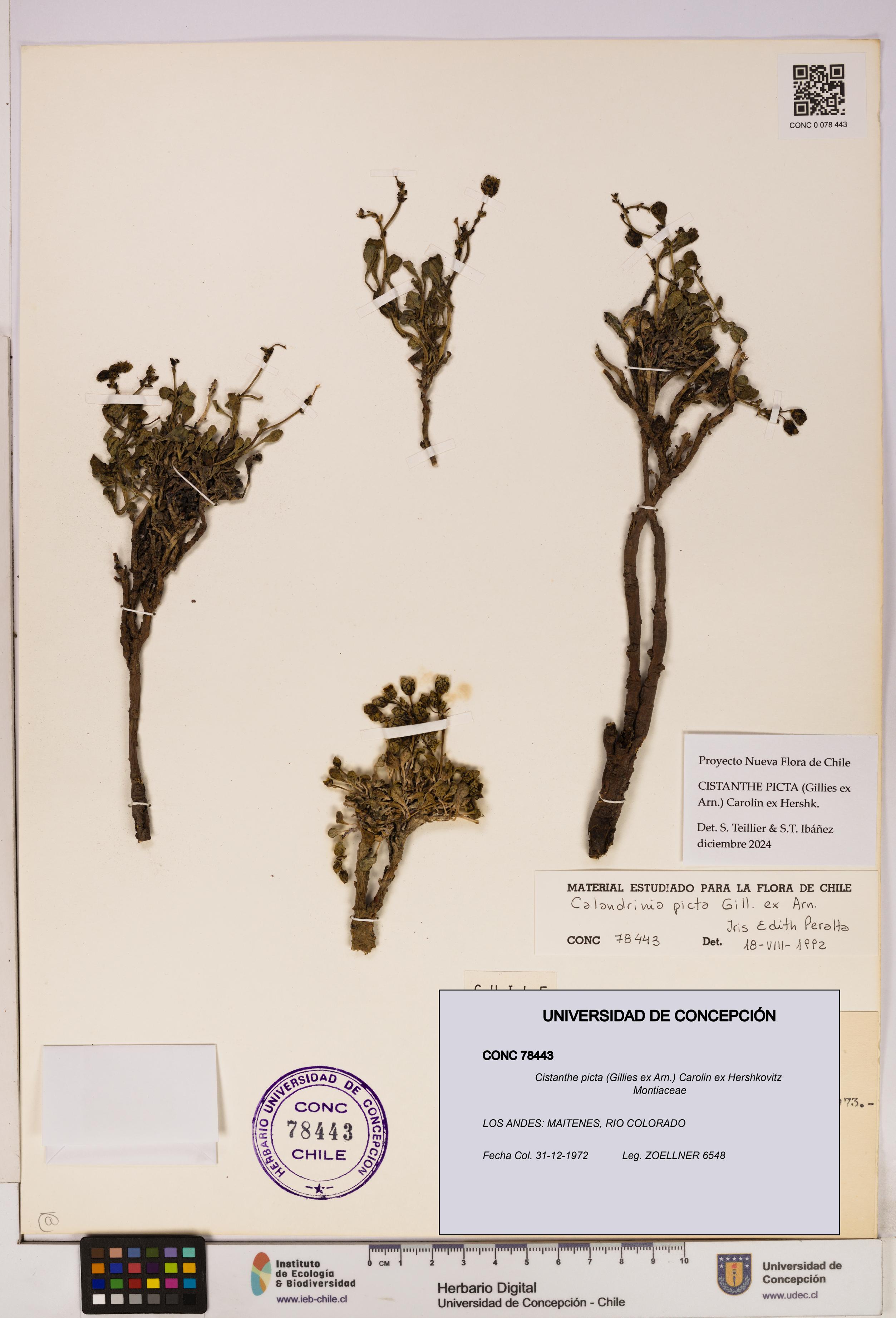 Cistanthe picta [Espécimen: UDEC:CONC:0078443]