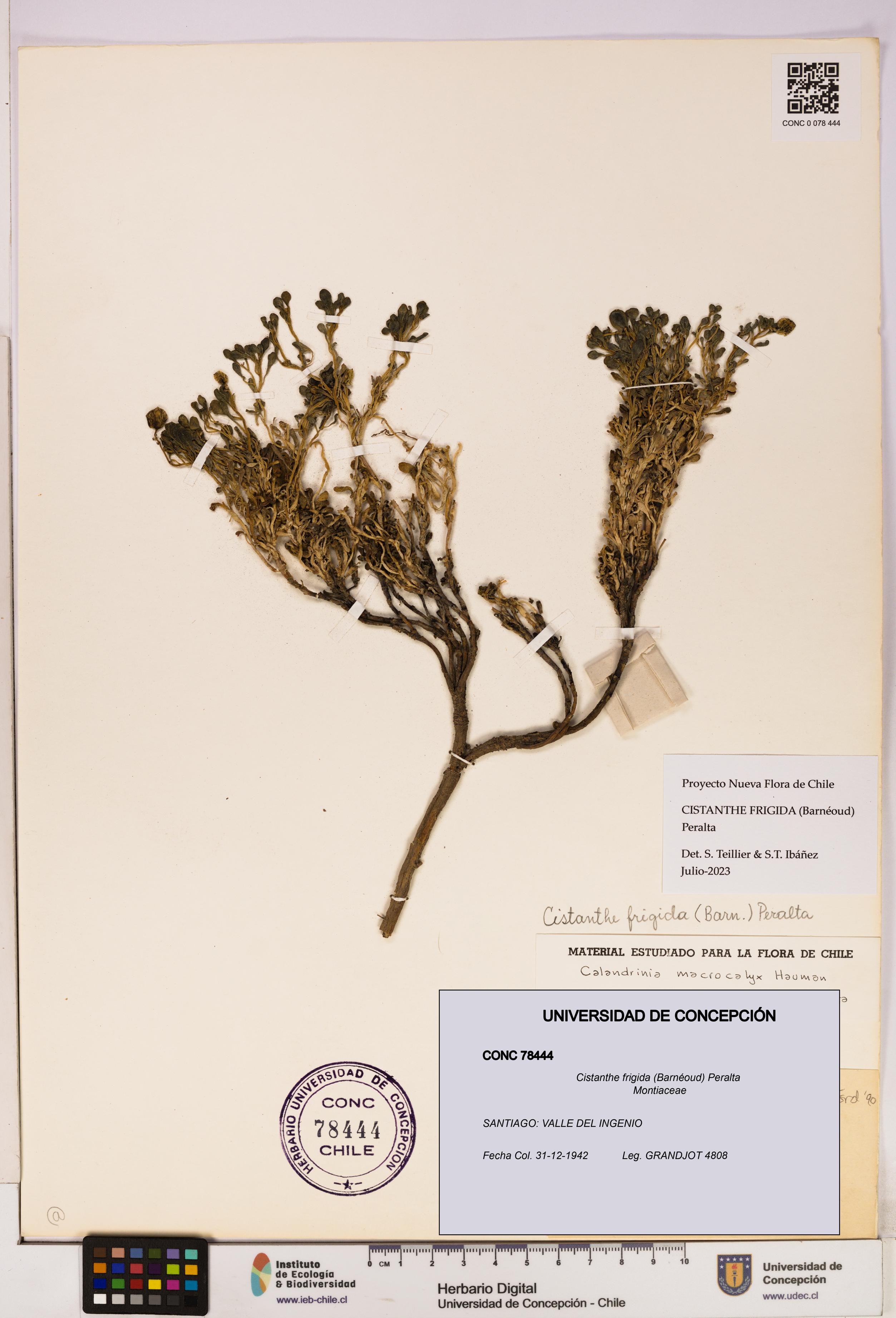 Cistanthe frigida [Espécimen: UDEC:CONC:0078444]