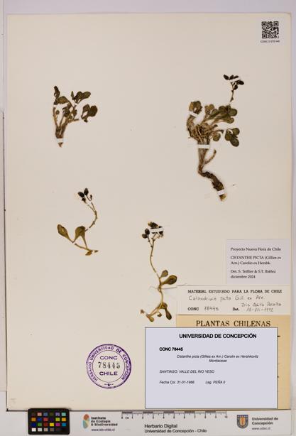 Cistanthe picta [Espécimen: UDEC:CONC:0078445]