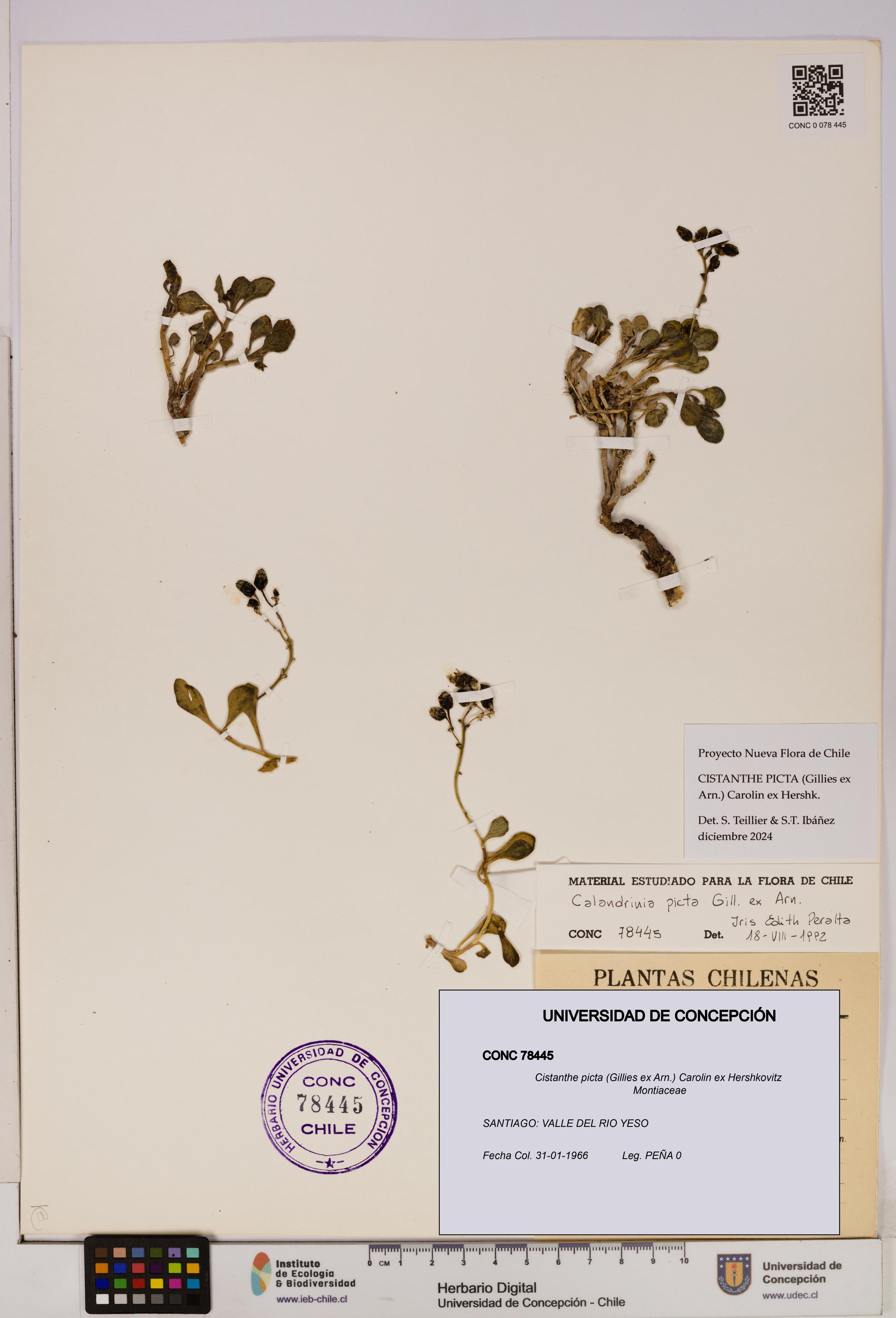 Cistanthe picta [Espécimen: UDEC:CONC:0078445]