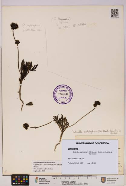 Cistanthe cephalophora [Espécimen: UDEC:CONC:0078446]