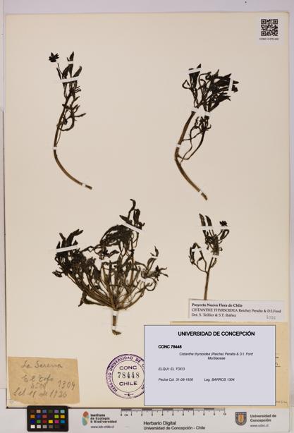 Cistanthe thyrsoidea [Espécimen: UDEC:CONC:0078448]