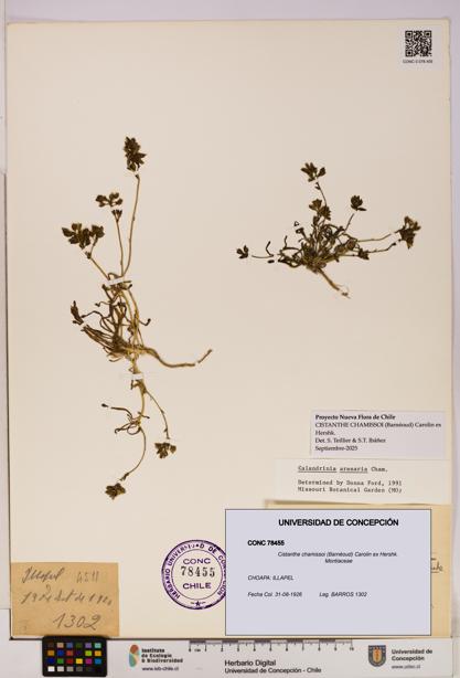 Cistanthe chamissoi [Espécimen: UDEC:CONC:0078455]