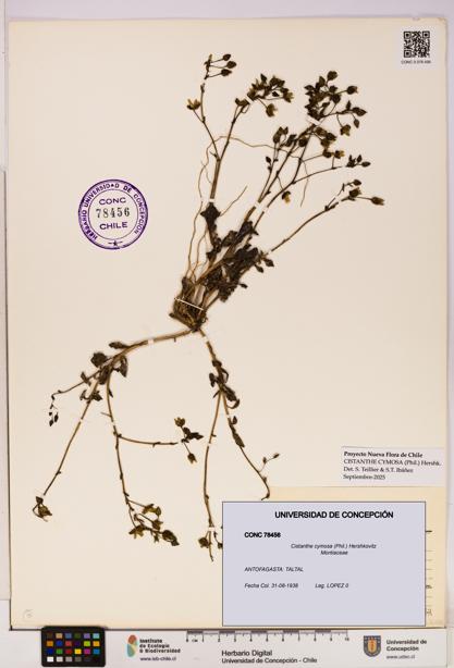 Cistanthe cymosa [Espécimen: UDEC:CONC:0078456]