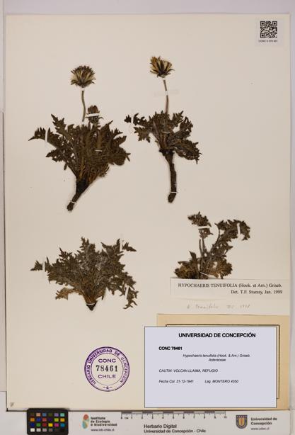 Hypochaeris tenuifolia [Espécimen: UDEC:CONC:0078461]