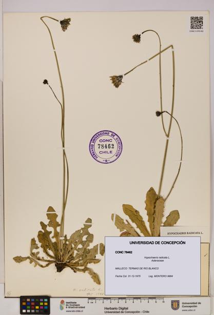 Hypochaeris radicata [Espécimen: UDEC:CONC:0078462]