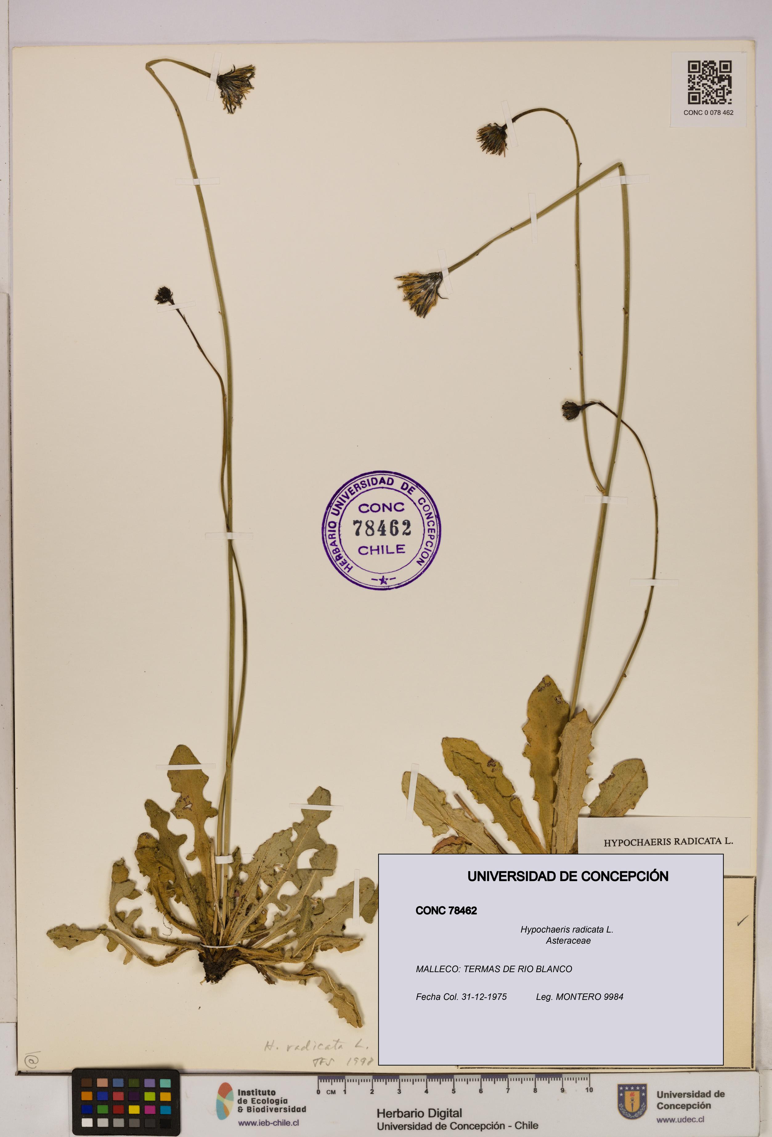 Hypochaeris radicata [Espécimen: UDEC:CONC:0078462]