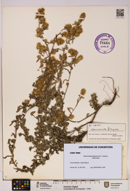 Gamochaeta filaginea [Espécimen: UDEC:CONC:0078464]