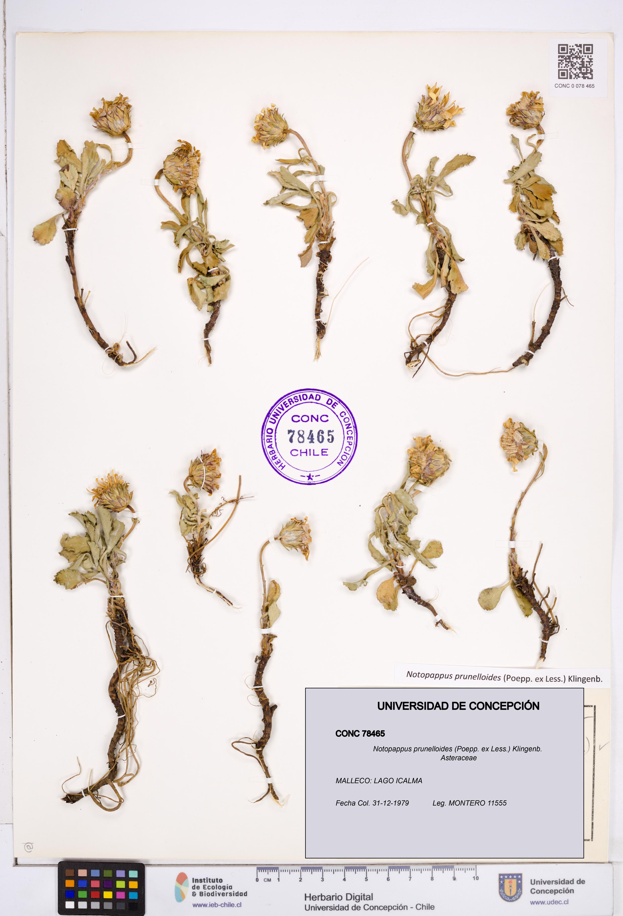 Notopappus prunelloides [Espécimen: ]